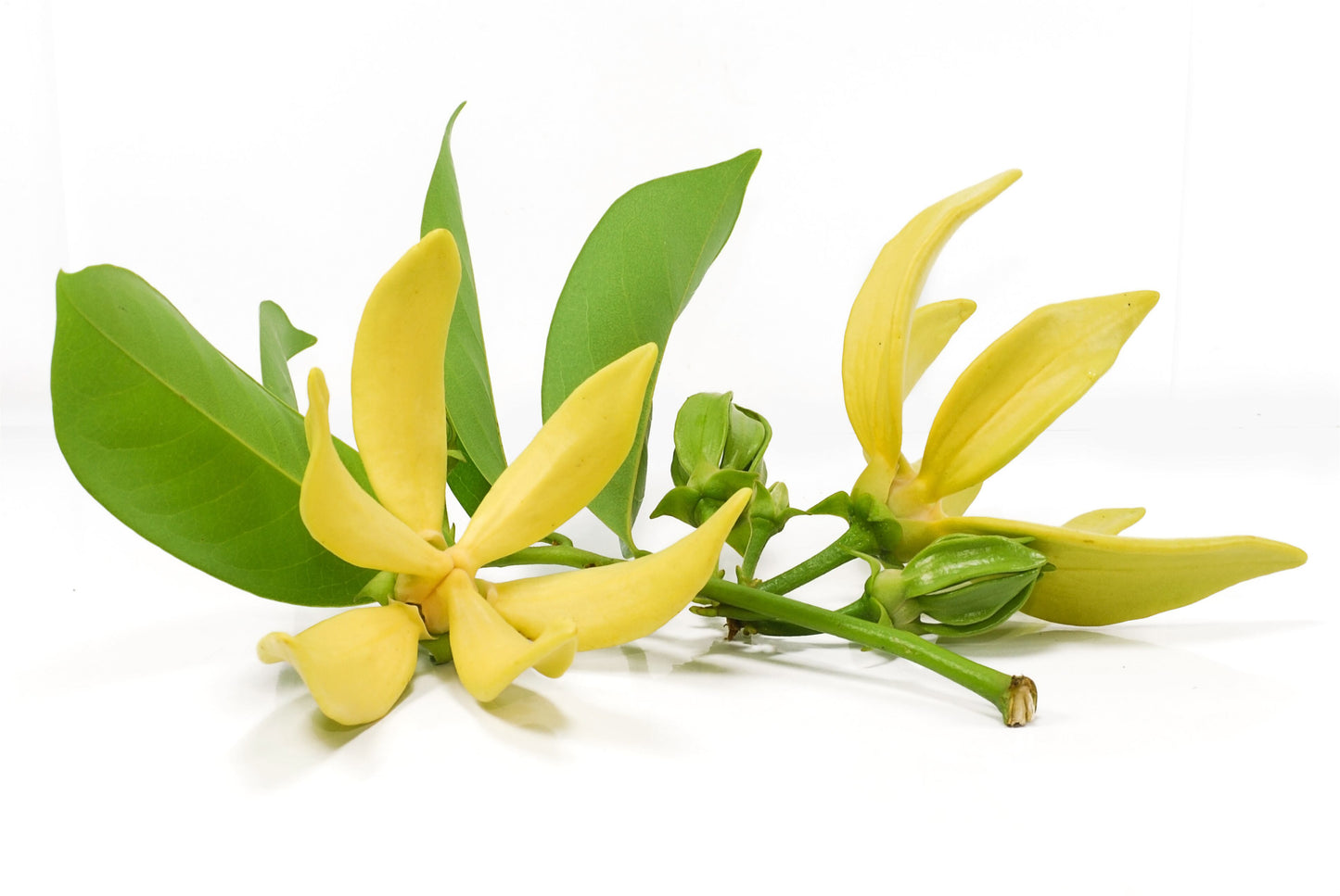 RIOTS ナチュラルアースバーソープ (ペット用石鹸) YLANG& YLANG イランイラン
